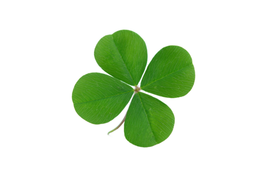 Four-leaf clover, symbol of luck, isolated on white transparent background