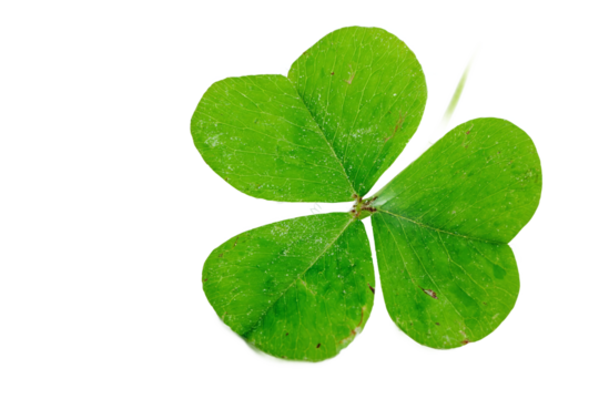 Three-leaf clover isolated on white transparent background - Powered by Adobe