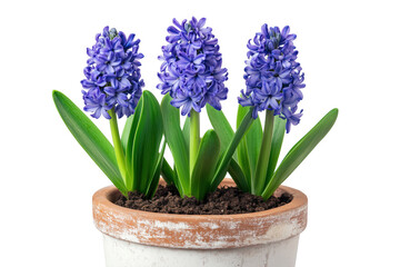 Fototapeta premium Stunning blue hyacinth flowers in a terracotta pot with lush green foliage against transparent background