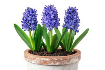 Stunning blue hyacinth flowers in a terracotta pot with lush green foliage against transparent background