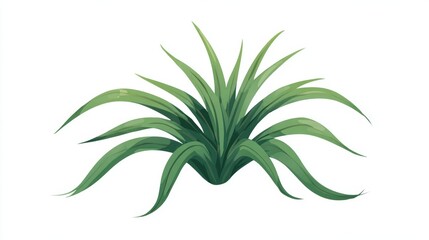Obraz premium A vibrant green pandan plant with long, slender leaves fanning out from a central base.