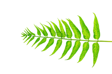 Green fern leaf with yellow veins, isolated on white transparent background.