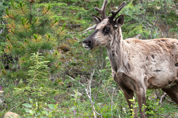 Caribou with Velvet Antlers