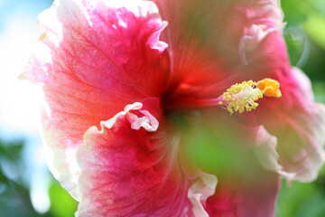 抽象的 風景写真 花のイメージ ハイビスカス背景画像