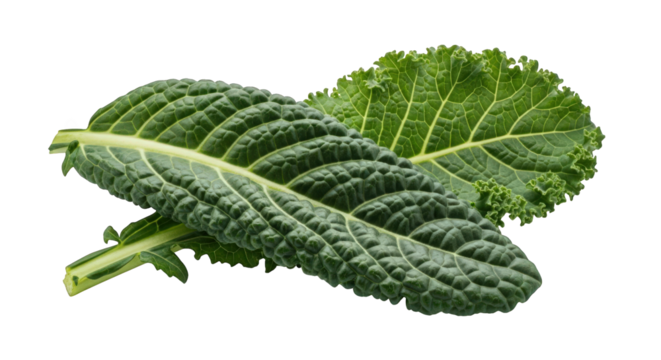 Detailed View of Two Lacinato Kale Leaves, Revealing Their Textured Surface and Deep Green Color, Set Against a Plain Background for Nutritional and Culinary Concepts
