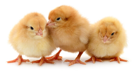 Fototapeta premium Three yellow chicks isolated on white background