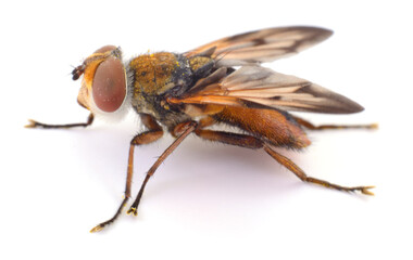 Tachinid fly with pollen isolated on white background