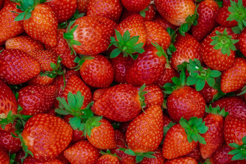 Strawberry field, Rows of fresh strawberries that are grown in greenhouses, Strawberry field with...