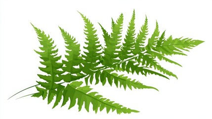 Obraz premium Close-up of a vibrant green fern frond with intricate, feathery leaves against a white background.