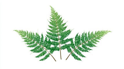 Obraz premium Close-up of three fern fronds, vibrant green, detailed structure, isolated on white background.