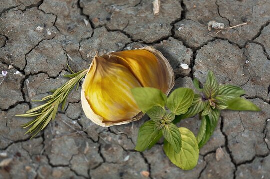 Organic fresh healthy garlic vegetable