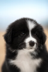 small, cute, border collie puppy close-up portrait on the yellow sand on the coast beach. blue cloudy sky. vertical. eyes, ears, nose, whiskers, mouth, fur