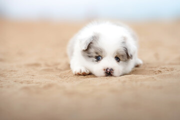 small, cute, border collie puppy lying on the yellow sand on the coast beach. blue cloudy sky