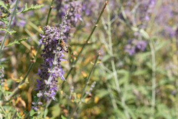 Bee on wildflower in nature. This photo shows the concept of pollination and the relationship between insects and plants in ecosystems.