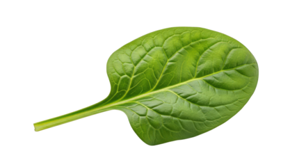 Fresh Green Spinach Leaf Isolated on a Checkered Backdrop, Perfect for Healthy Eating Concepts and Natural Food Illustrations in Culinary Projects