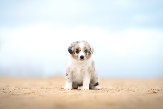 small, cute, border collie puppy sitting on the yellow sand on the coast beach. blue cloudy sky - Powered by Adobe