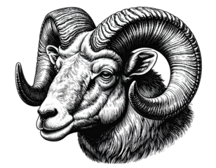 Big Horn Ovis Sheep Head Portrait Vintage Engraving