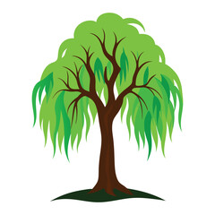 Willow Tree Illustration Isolated on White Background