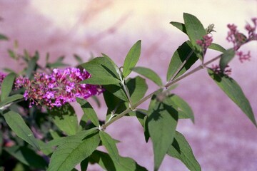 Buddleia davidii  &lsquo;Pink Delight&rsquo; - Butterfly Bush Blooming in the Garden
