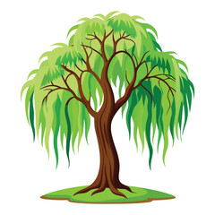 Elegant Willow Tree Illustration for Botanical Projects