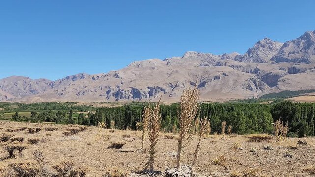 Even past its prime, a mullein (Verbascum) with its yellow flowers in the Central Anatolian steppe presents a beautiful and striking sight