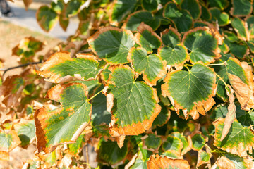 Autumn leaves showing early signs of seasonal change. This photo reflects concepts of plant stress, seasonal transition, and natural life cycle
