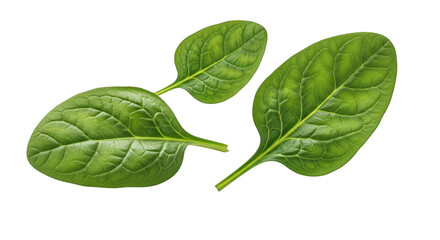Fresh Spinach Leaves Isolated on Transparent Background, Vibrant Green Salad Ingredient for Healthy Eating and Culinary Creations, Nutrient-Rich Vegetable for Recipes