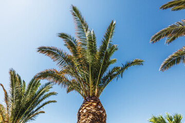 Top of tall palm tree with wide green fronds on background of clear blue sky in tropical scenery. Greece.