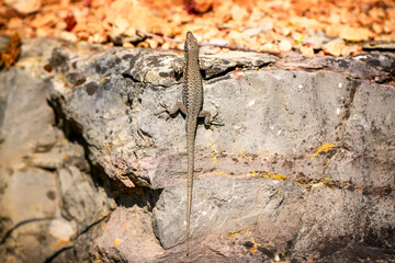 Podarcis muralis merremius, common wall lizard outside in nature on the stone wall while sunbathing