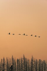 flock of birds in sunset