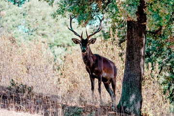 Red deer stag standing in a forest looking at camera