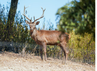 Red deer stag standing in a forest looking at camera