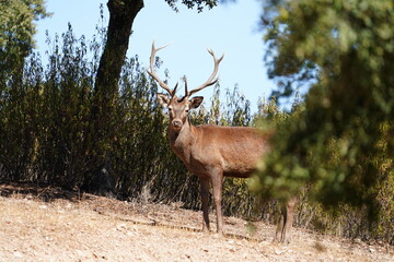 Red deer stag standing in a forest looking at camera
