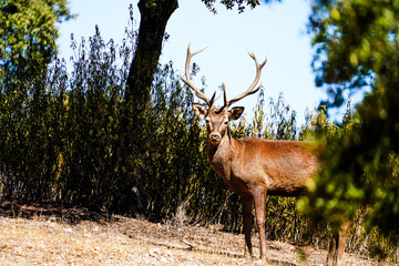 Red deer stag standing in a forest looking at camera