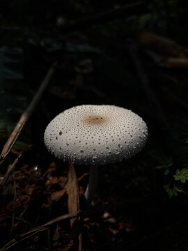 Mushroom