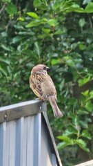 sparrow on a fence