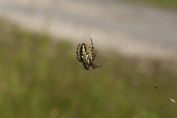 Epeire feuille de chêne --- Epeire des bois (Aculepeira ceropegia)
Aculepeira ceropegia in its natural element
