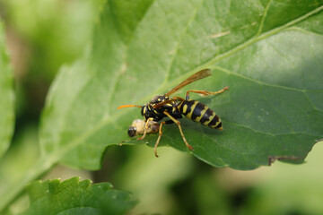 Poliste gaulois (Polistes dominula)
Polistes dominula in its natural element
