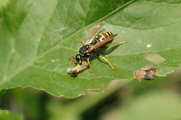 Poliste gaulois (Polistes dominula)
Polistes dominula in its natural element
