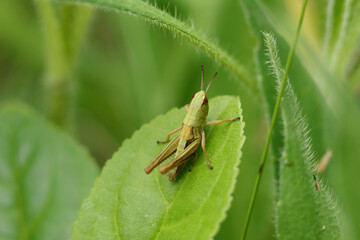 Criquet des pâtures (Pseudochorthippus parallelus)
Pseudochorthippus parallelus on an unidentified flower or plant
