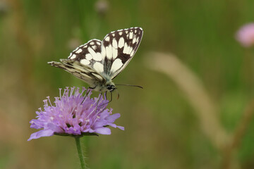 Demi-deuil (Melanargia galathea)
Melanargia galathea on an unidentified flower or plant
