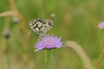 Demi-deuil (Melanargia galathea)
Melanargia galathea on an unidentified flower or plant
