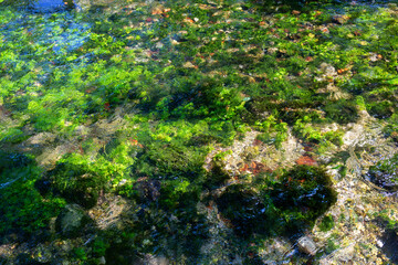 Peaceful stream meanders through vibrant green foliage, with sunlight dancing on the water's surface, offering a calming atmosphere for nature lovers and outdoor enthusiasts