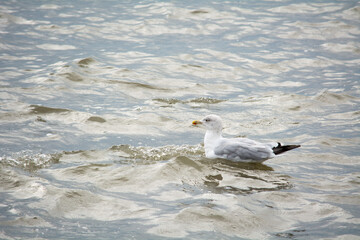 Seagull swimming on water surface in the sea, 
Möwe schwimmt auf Wasseroberfläche im Meer
