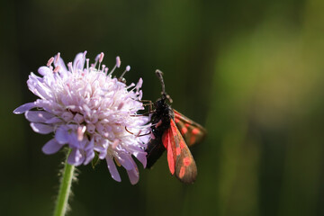 Obraz premium Zygène de la Filipendule (Zygaena filipendulae) Zygaena filipendulae in its natural element 