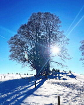 &Aacute;rbol desnudo en campo nevado con sol filtr&aacute;ndose entre ramas y sombras largas bajo cielo azul.