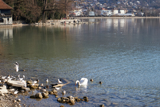Lago claro con orilla rocosa, cisnes y gaviotas reunidos cerca del agua en una escena tranquila junto a &aacute;rboles y casas.