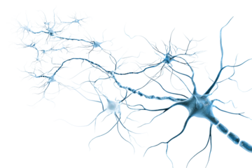 Blue Neural Network isolated on white transparent background