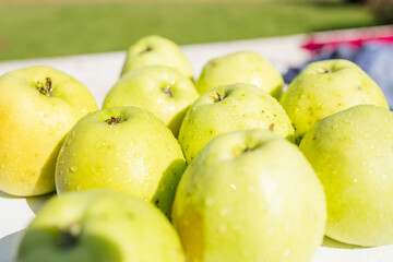 Ripe Apple Hanging on a Tree Branch