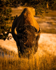 Yellowstone Bison